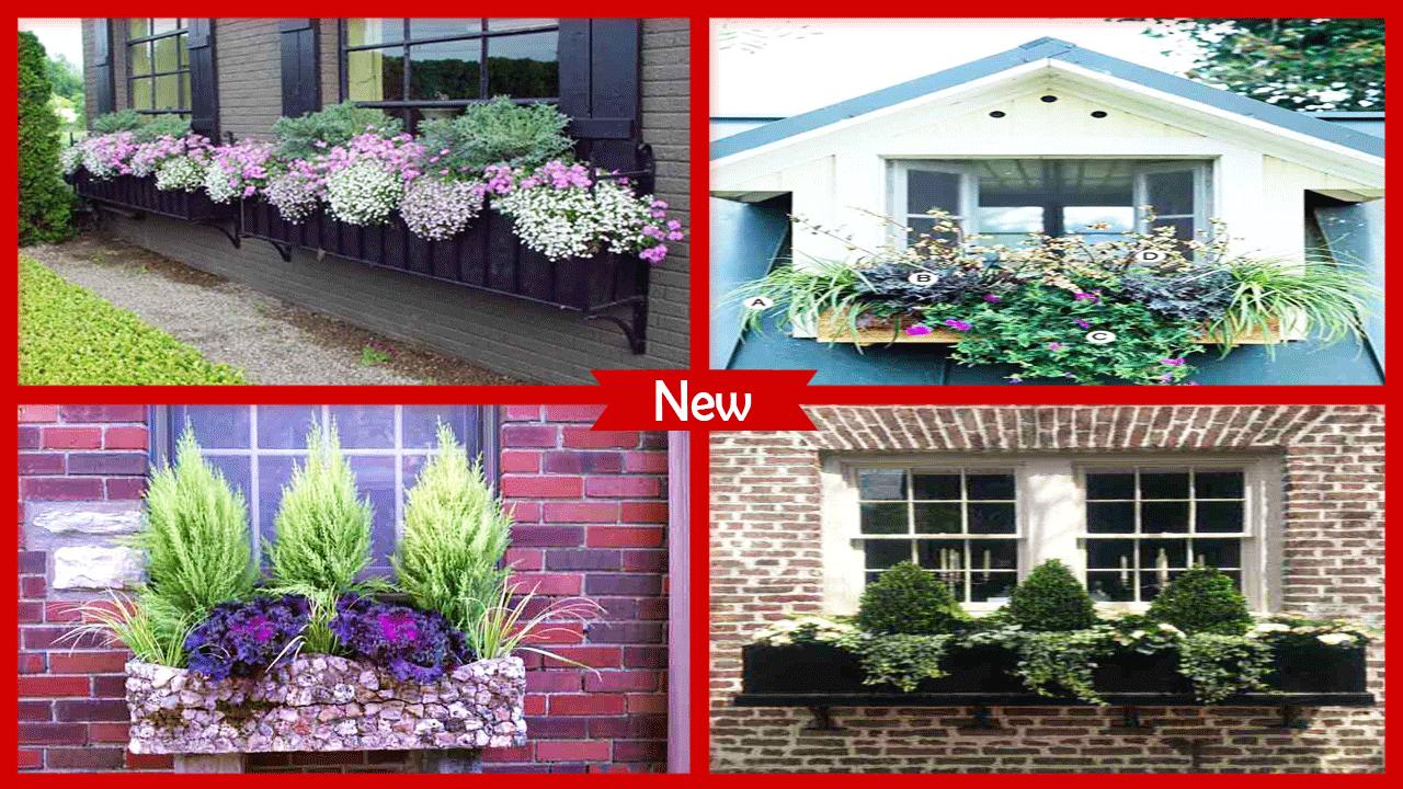 Best Flowers For Window Boxes In Full Sun Creative