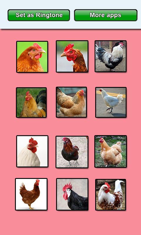 Chicken sounds and Ringtones